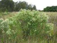 baccharis arbuste