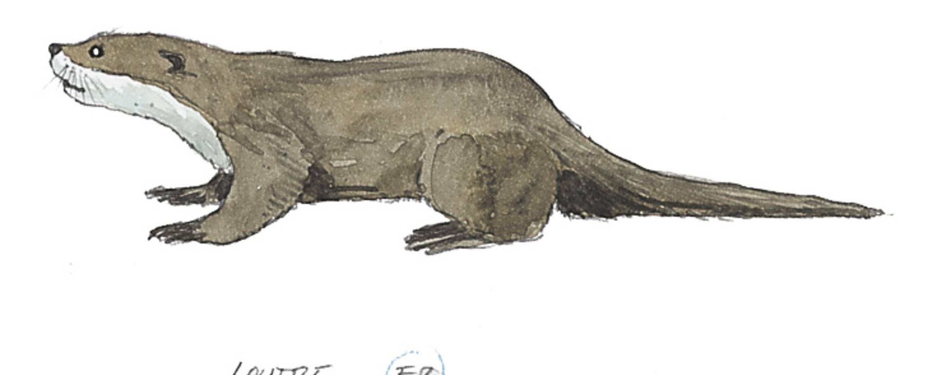 La loutre