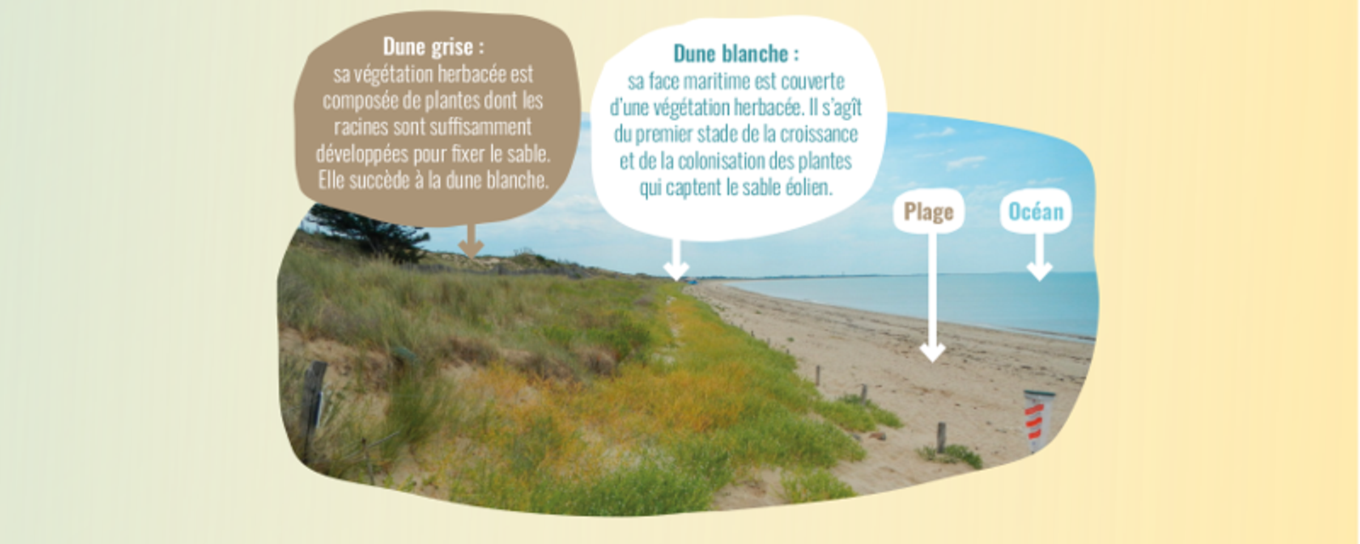 Dune grise et dune blanche