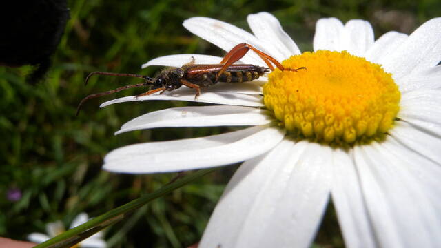 Faune & flore