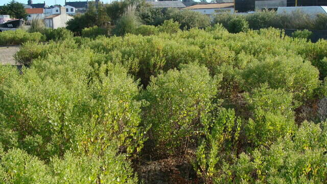 Lutte contre les plantes invasives