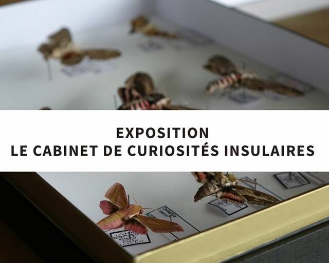 Cabinet de curiosités insulaires - hôtel Jacobsen