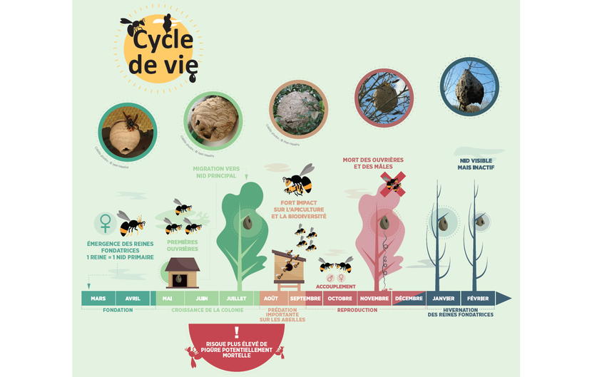 https://fredon.fr/cvl/nos-missions/le-frelon-asiatique
