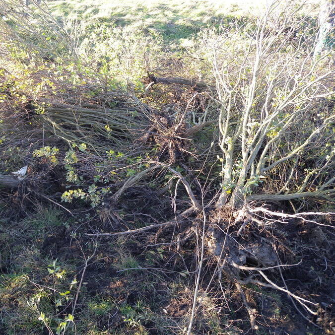 Baccharis après arrachage