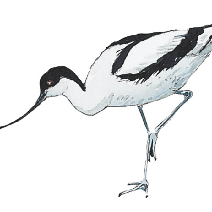 L'avocette