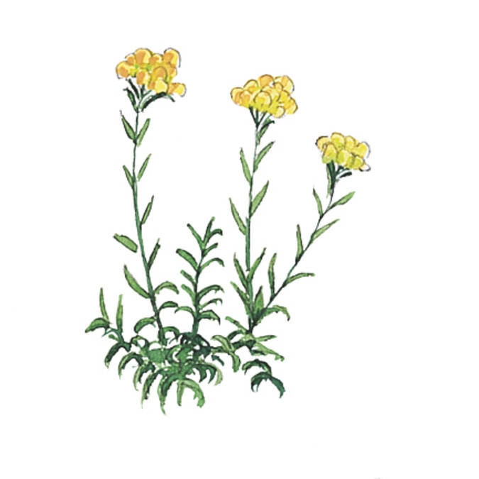 Immortelle des sables