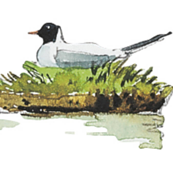 La mouette rieuse