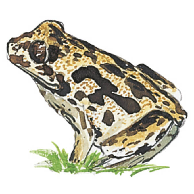 Le Crapaud Pelobate