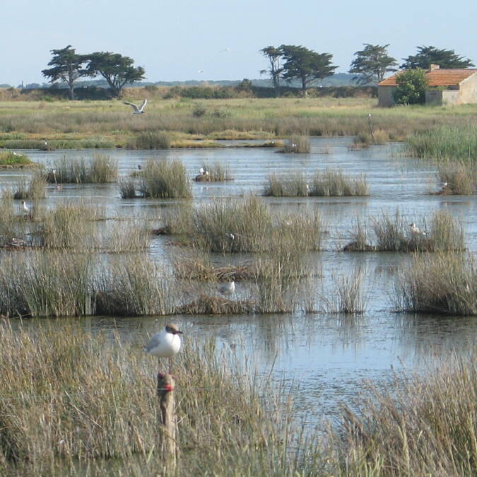 La Maison du vide, située au milieu du polder Sébastopol