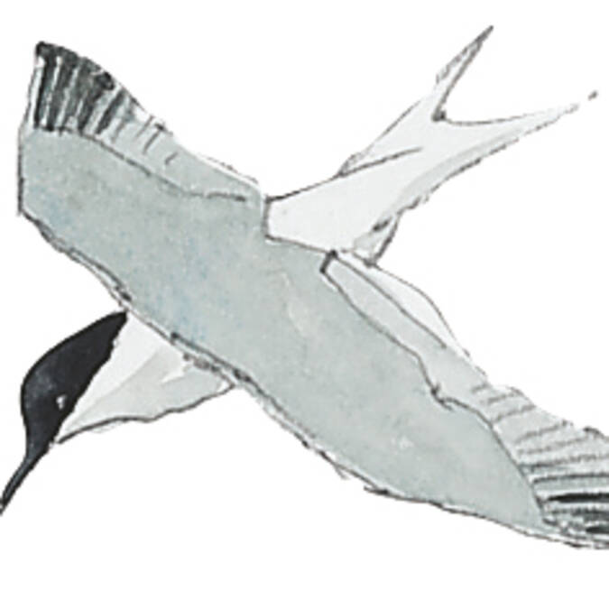 La sterne caugek