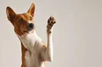 chien qui donne la patte